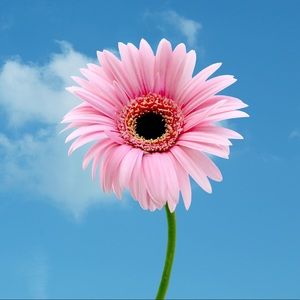 Meet your Posher, Dana💖